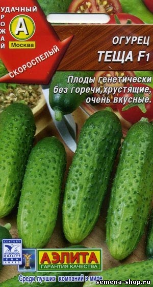 Сорт огурцов теща фото и описанием Сорт огурцов теща фото и описанием